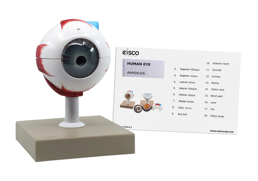 Eye Model 3x Enlarged, 7 Parts