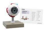 Eye Model 3x Enlarged, 7 Parts