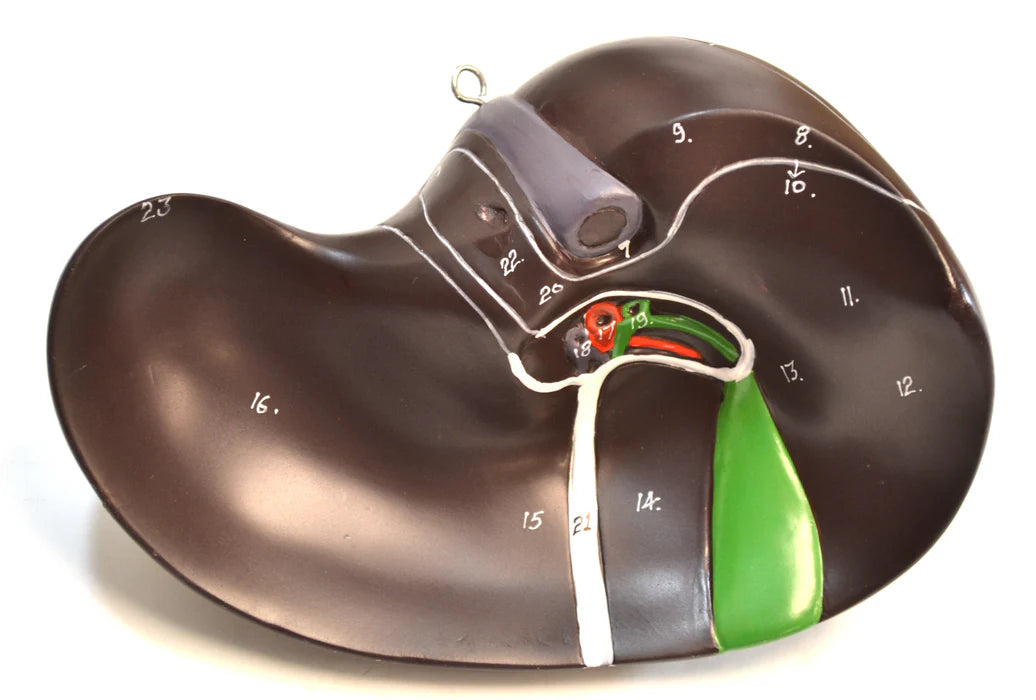 Human Torso Model without Head, 8 Parts