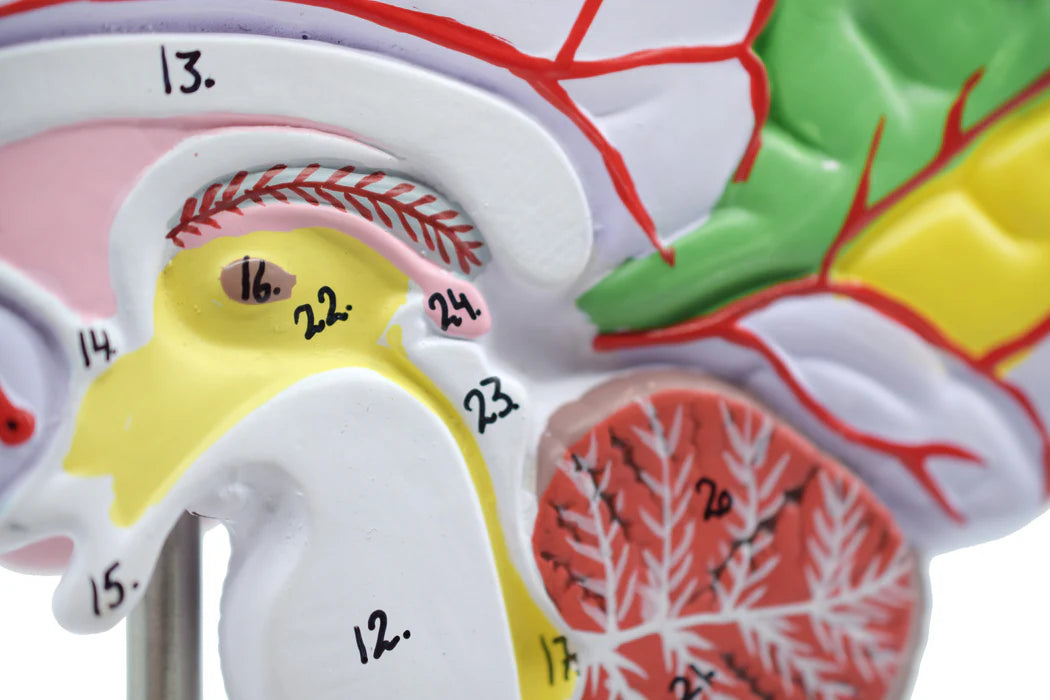Human Half Brain Model Life-Size Cross Section