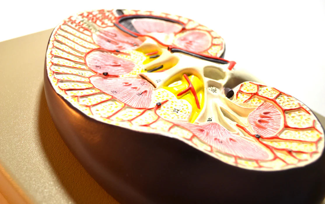 Kidney Cross Section Model - 3X Life Size