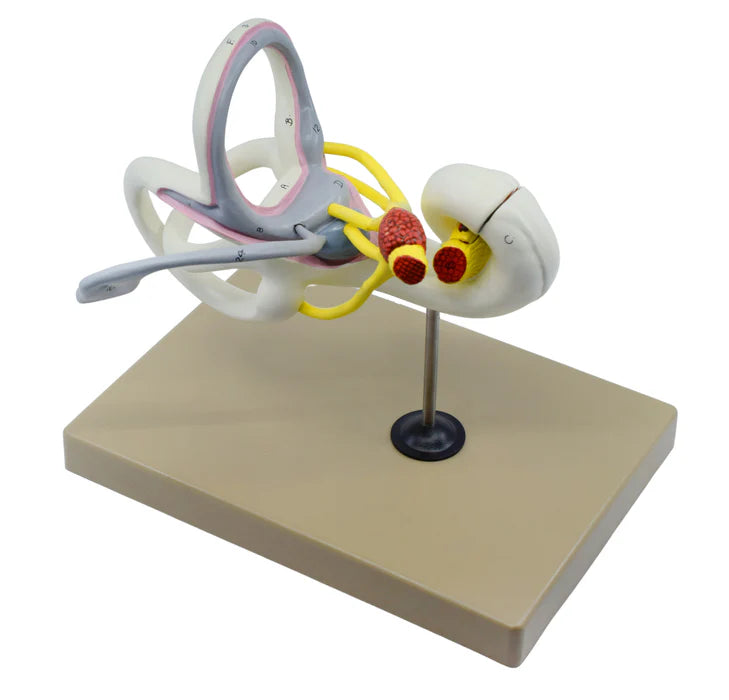 Inner Ear Labyrinth Model, 16x Life Size