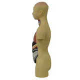 Torso with Head 8 Parts - African American Male