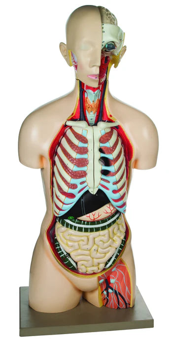 Life-Size Genderless Human Torso Model, 13 Parts