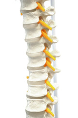 Flexible Human Spine Model 31.5" Includes Mount