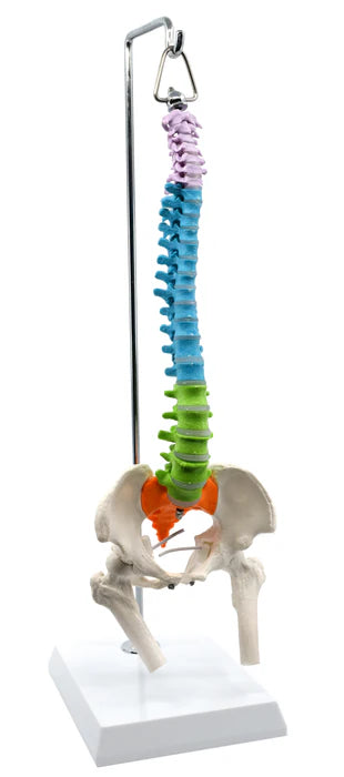 Spinal Columns 45cm Hanging Type, Didactic Painted Mini