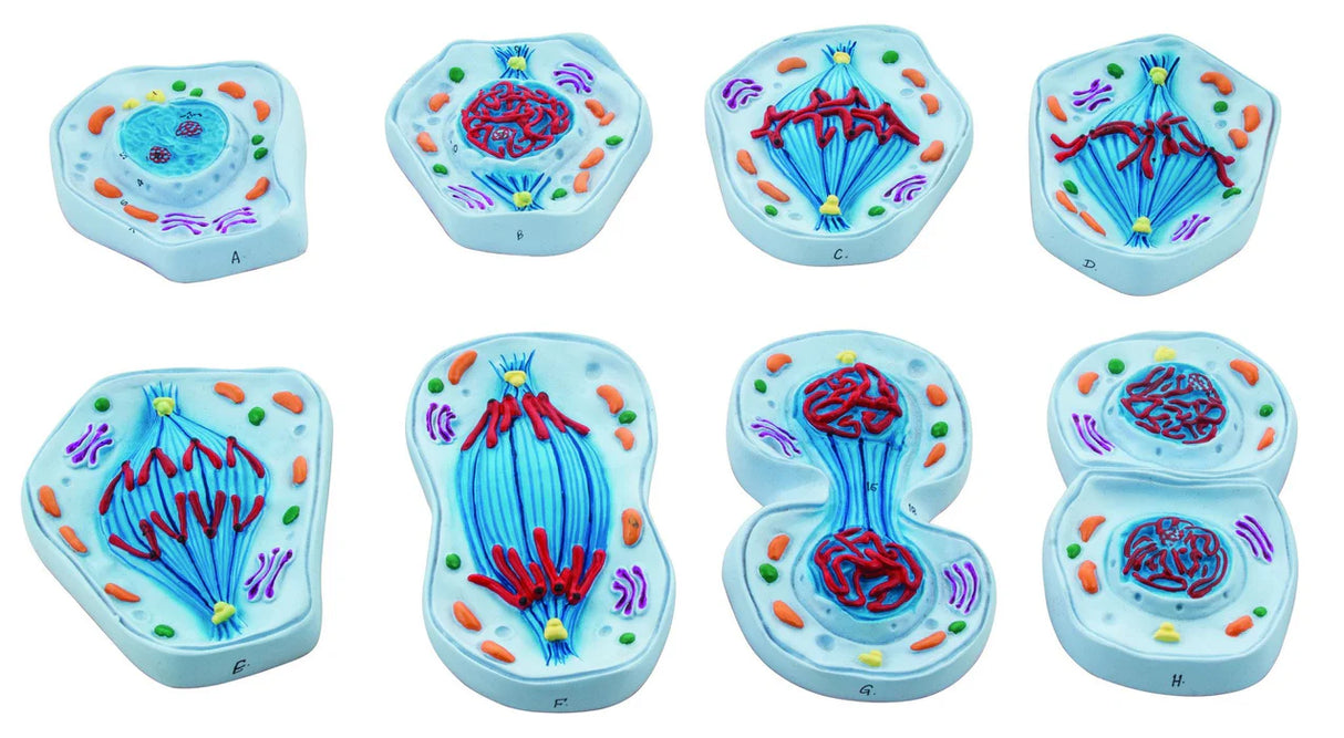 Mitosis Model Enlarged 4" x 5.8", Set of 8